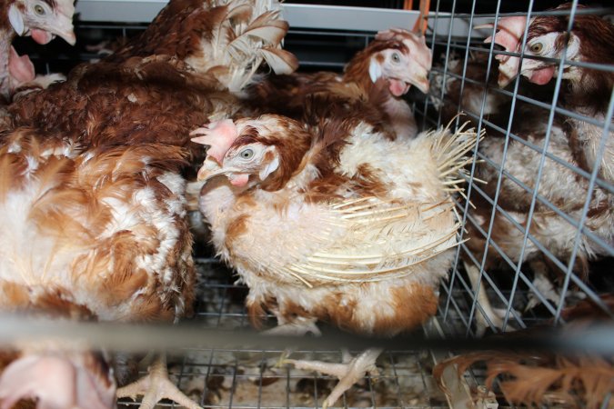 Hens in battery cages with feather loss