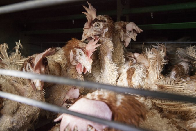 Hens in battery cages with feather loss