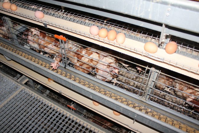 Hens in battery cages