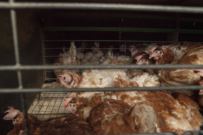 Hens in battery cages with feather loss