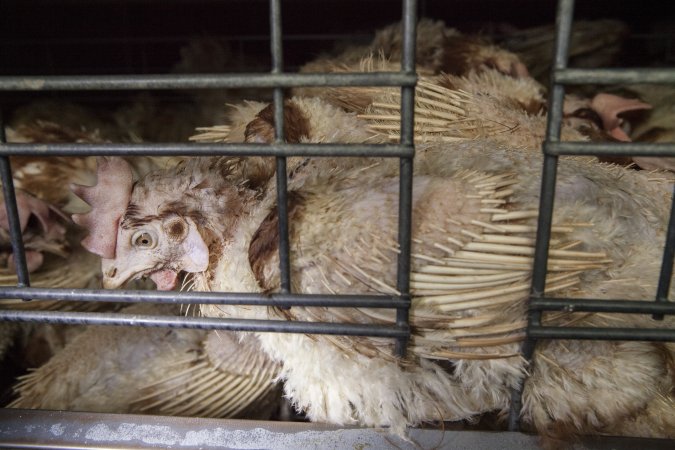 Hens in battery cages with feather loss