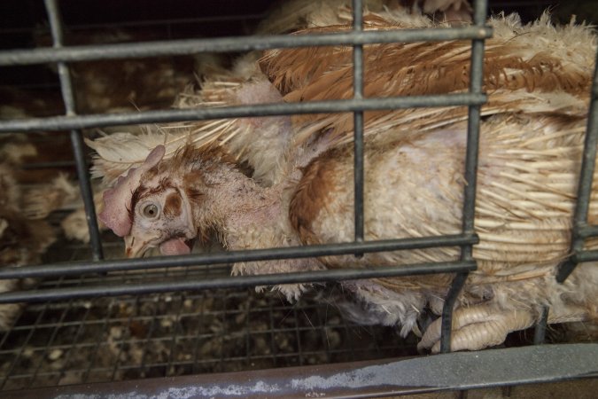 Hens in battery cages with feather loss