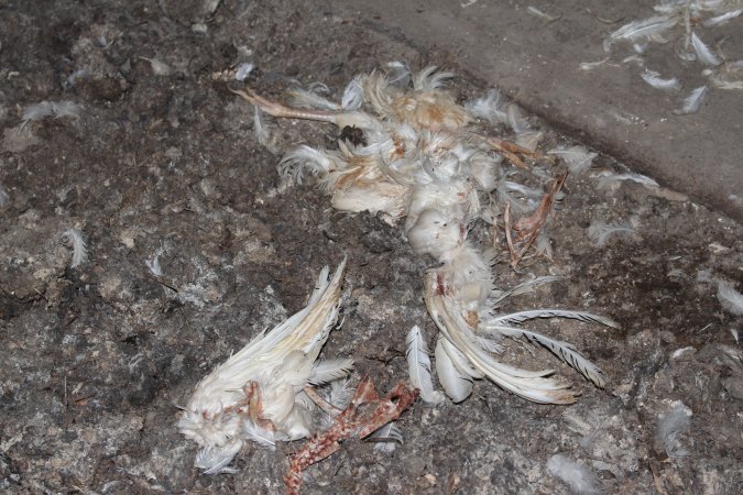 Remains of dead hen on floor