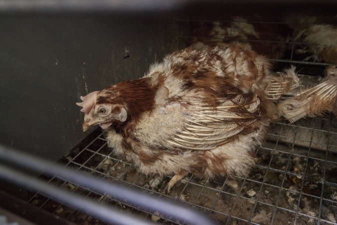 Hens in battery cages with feather loss