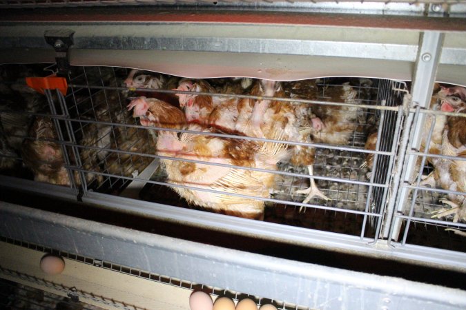 Hens in battery cages with feather loss