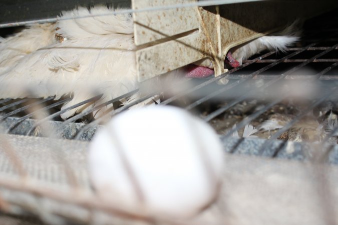 Dead hen in battery cages