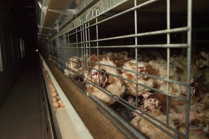 Hens in battery cages with feather loss