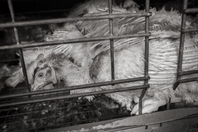 Hens in battery cages with feather loss