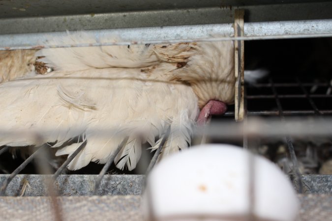 Dead hen in battery cages