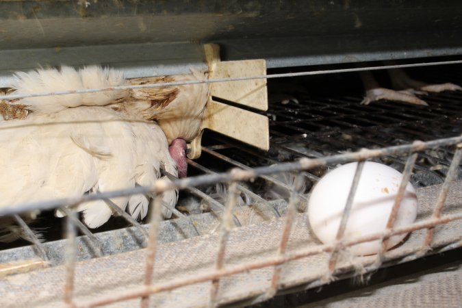 Dead hen in battery cages