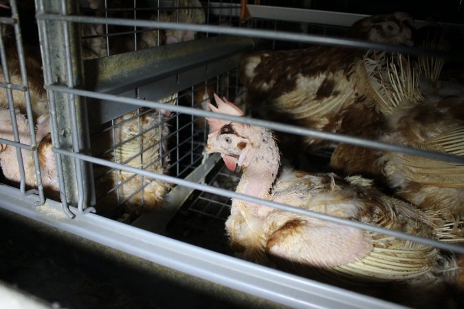 Hens in battery cages with feather loss