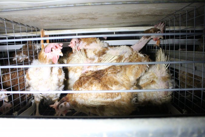 Hens in battery cages with feather loss