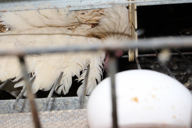 Dead hen in battery cages