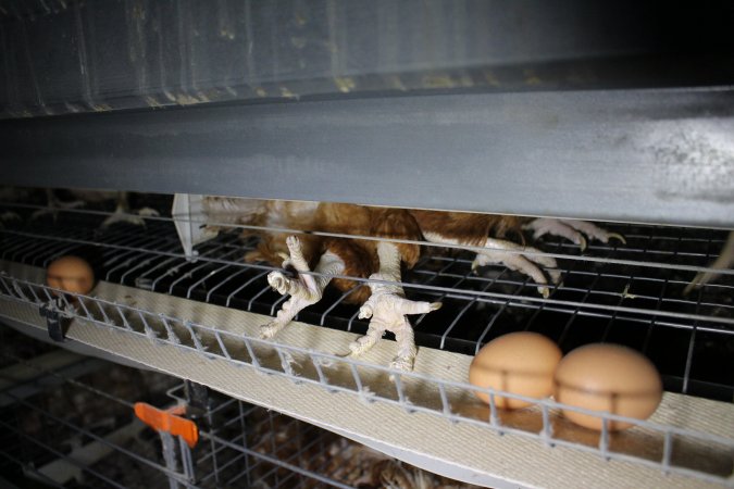 Dead hen in battery cages