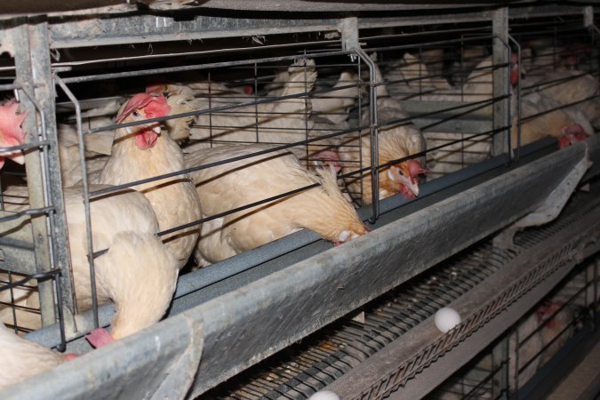 Hens in battery cages