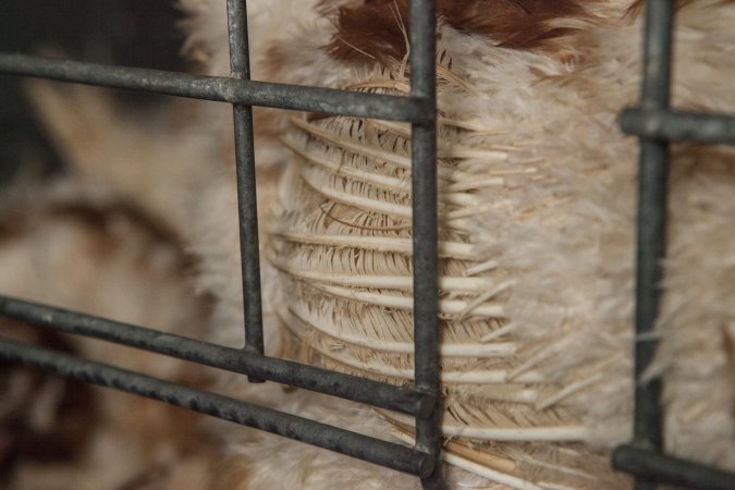 Hens in battery cages