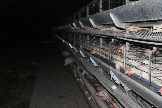 Hens in battery cages