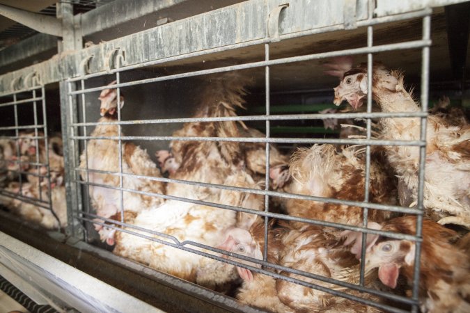 Hens in battery cages with feather loss