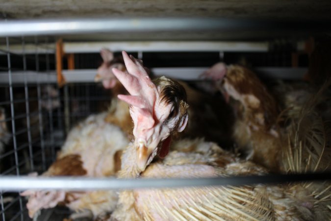 Hens in battery cages with feather loss