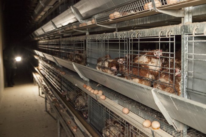 Hens in battery cages