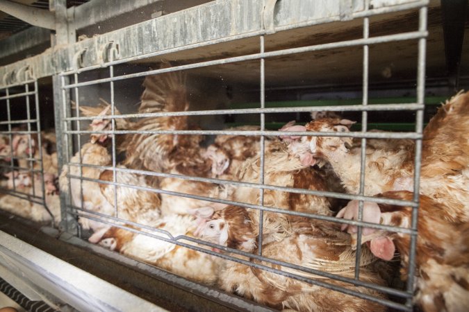 Hens in battery cages with feather loss