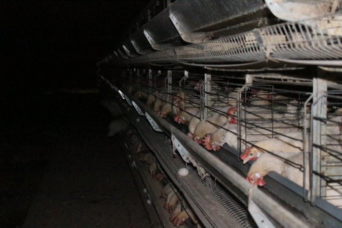 Hens in battery cages