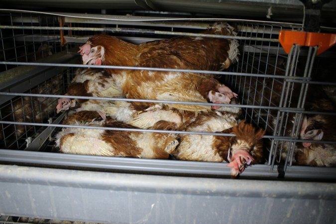 Hens in battery cages with feather loss