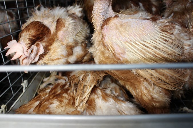 Hens in battery cages with feather loss