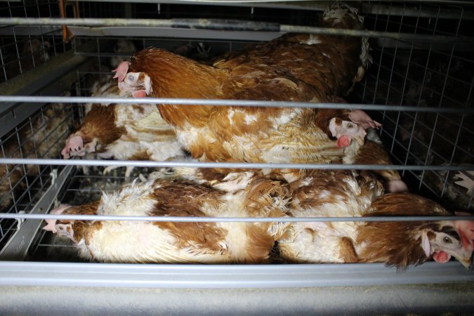 Hens in battery cages with feather loss