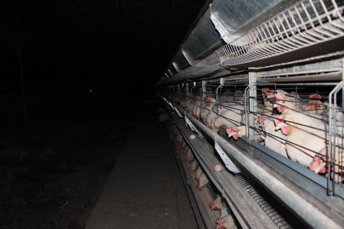 Hens in battery cages