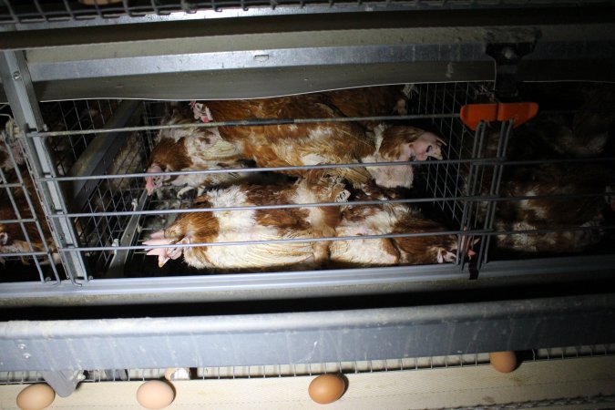 Hens in battery cages with feather loss