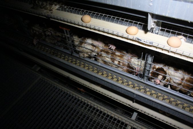 Hens in battery cages