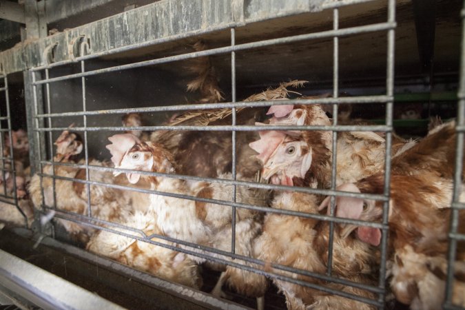 Hens in battery cages with feather loss