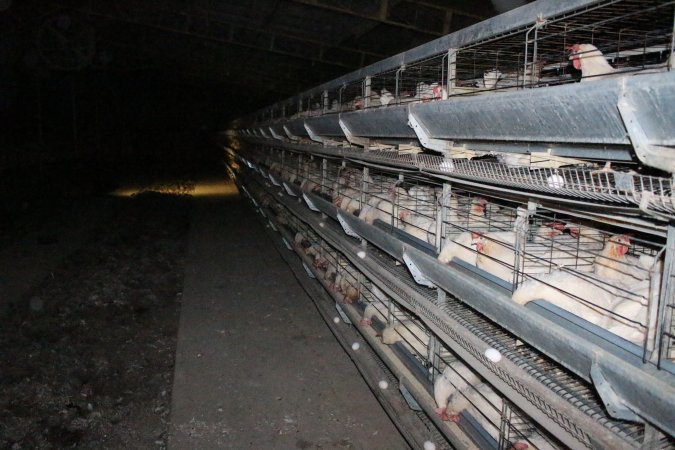 Hens in battery cages (three tier)