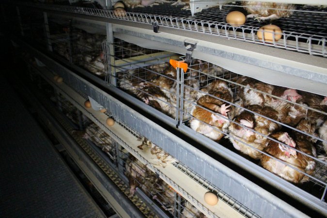 Hens in battery cages with feather loss