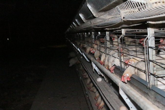 Hens in battery cages