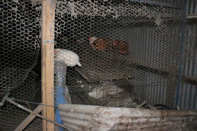 Hens in battery cages