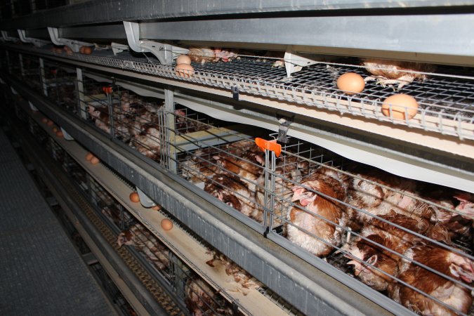 Hens in battery cages with feather loss