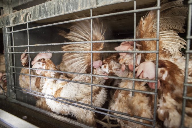 Hens in battery cages with feather loss