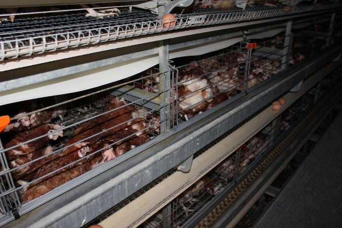 Hens in battery cages