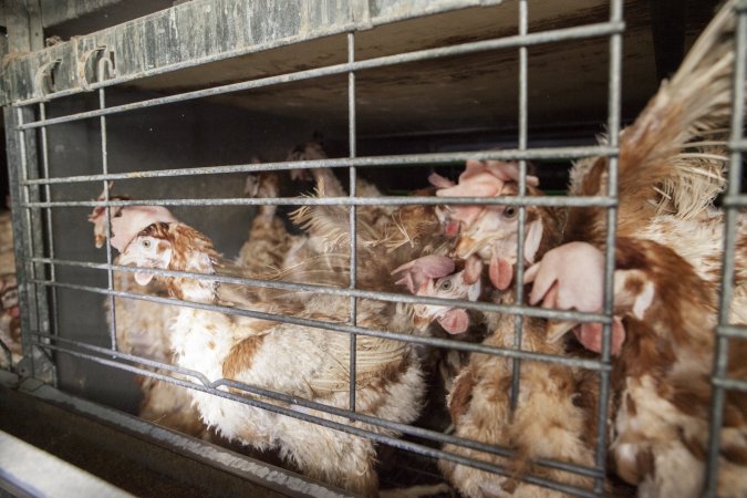 Hens in battery cages with feather loss