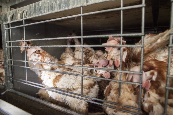 Hens in battery cages with feather loss