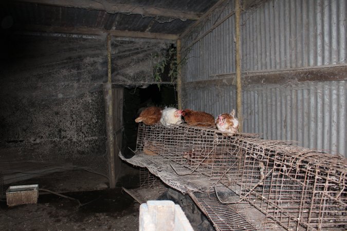 Hens in 'free range' room