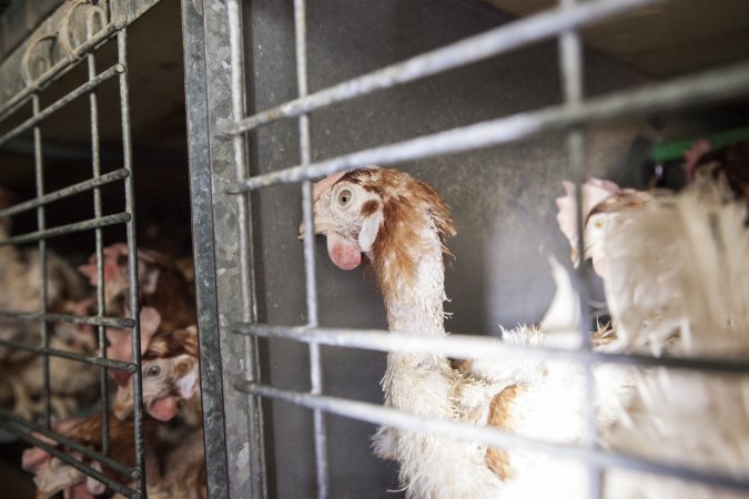 Hens in battery cages with feather loss