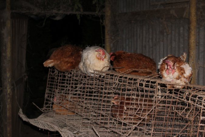 Hens in 'free range' room