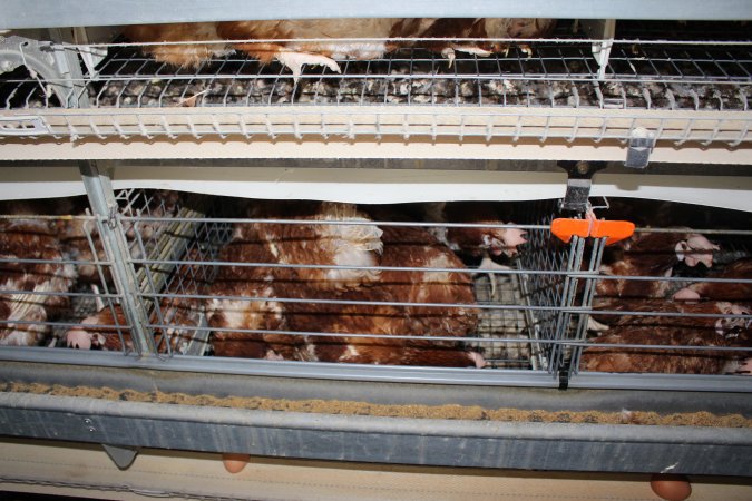 Hens in battery cages