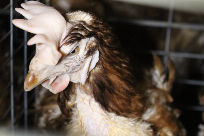 Hens in battery cages