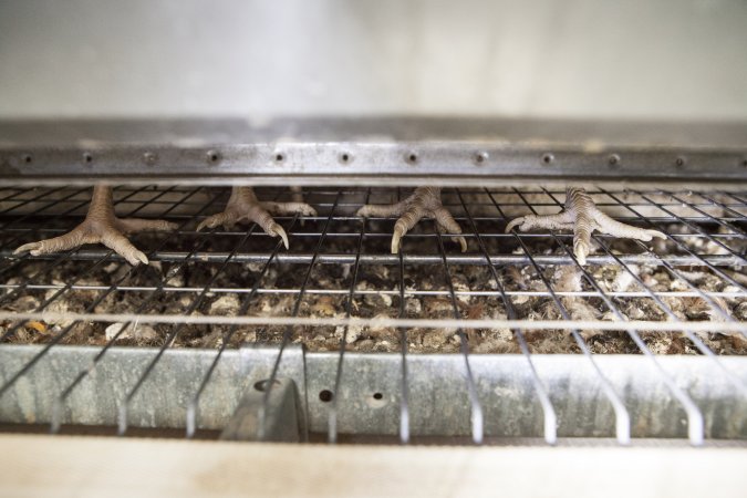 Hens in battery cages