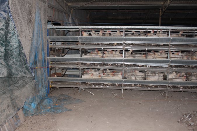 Hens in battery cages (three tier)