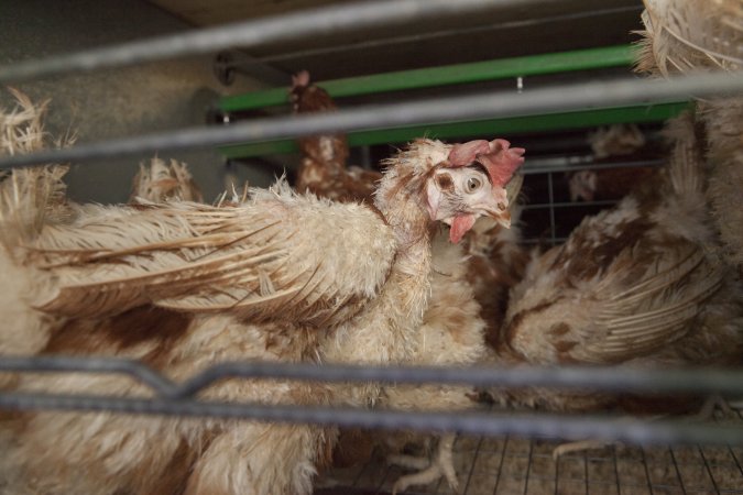 Hens in battery cages with feather loss